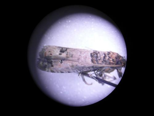 Notocelia incarnatana